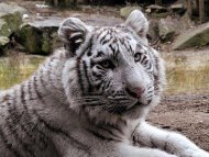 For Children's Day, the Sofia Zoo will have free access