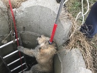 Екип на „Екоравновесие“ проведе спасителна акция и извади невредимо куче от шахта